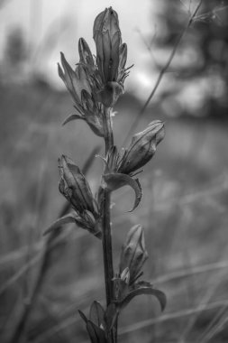 Ormandaki bir çiçeğe yaklaş