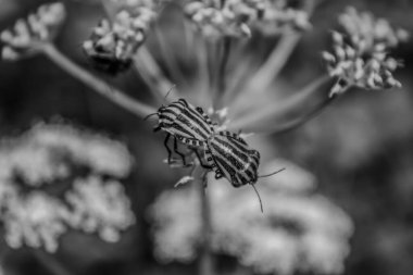 Bir çiçeğin üzerindeki siyah ve beyaz kelebeğin seçici odağı