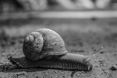 Tahta zeminde salyangoz