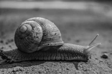 Siyah arka planda salyangoz