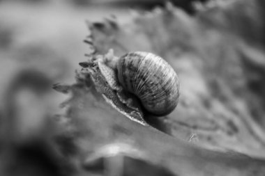 Bir kayaüzerinde sürünen salyangoz