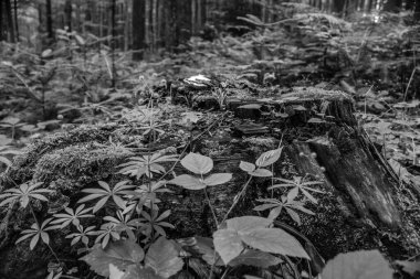 Ormandaki bir ağacın siyah beyaz fotoğrafı.