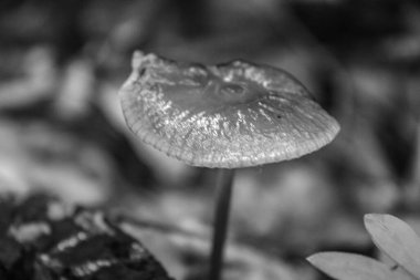 Çimlerin üzerinde mantar