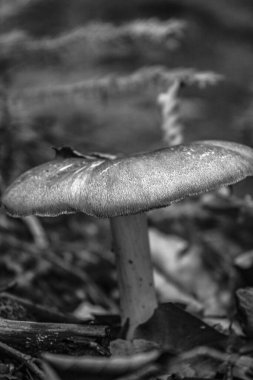 Siyah ve beyaz mantarın seçici odak noktası.