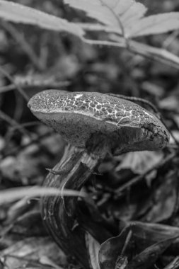 Ormanın güzel manzarası