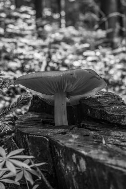 Ormandaki ağaçta mantar ve mantar.