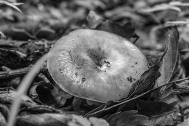 Ormanda büyük beyaz bir mantar