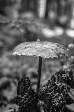 Ormanda büyüyen siyah ve beyaz mantarlar