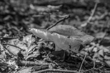 Ormandaki mantarlar.