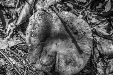 bir ağacın siyah beyaz fotoğrafı