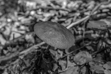 Bir mantarın siyah beyaz fotoğrafı