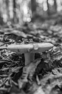 Ormanda mantar. Ormanda mantar. mantar ormanı.