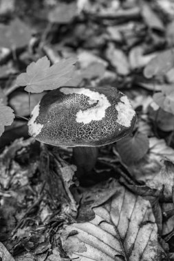 bir ağaç gövdesinin siyah beyaz fotoğrafı