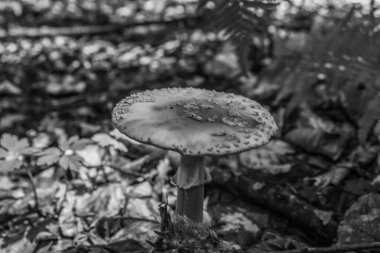 Ormandaki mantarın güzel bir görüntüsü.