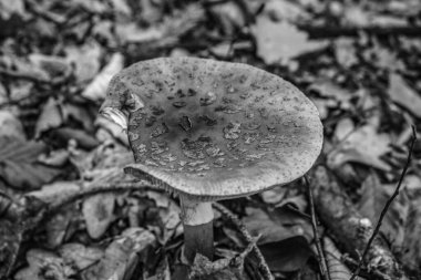 Ormanda mantar. Ormandaki çimlerin üzerinde mantar.