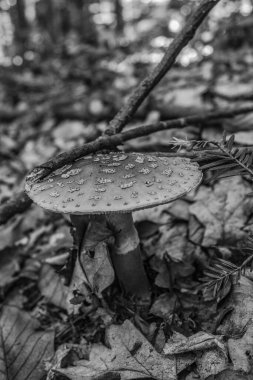 Ormanda mantar. sonbahar sezonu.