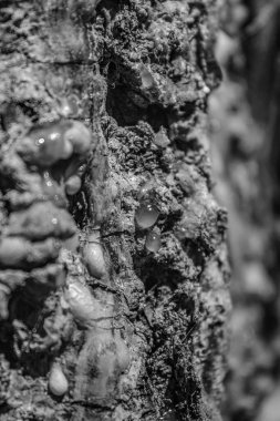 Bir mantarın siyah beyaz fotoğrafını çek.