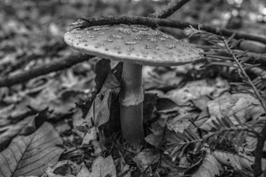 Yapraklı ve siyah beyaz bir mantarın dikey yakın çekimi.