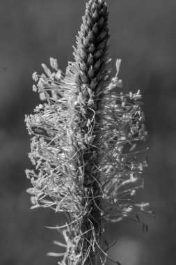 Kuru bitki yakın çekim