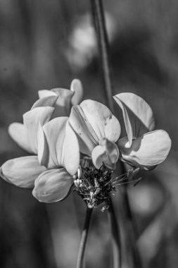 Çiçek bahçesinde yakın çekim