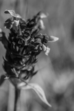 bir çiçeğin siyah beyaz fotoğrafı