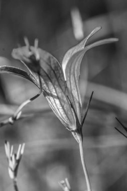 Güzel botanik fotoğrafı, doğal duvar kağıdı.