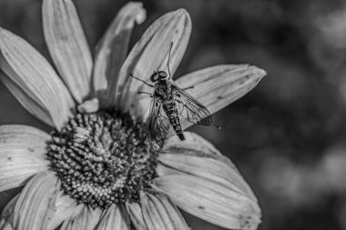 Siyah arka planda güzel bir kelebek