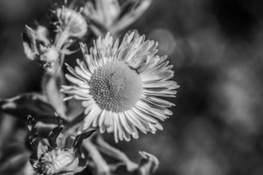Güneş ışığının altındaki tarlada bir çiçeğin yakın çekimi - duvar kağıtları için siyah ve beyaz