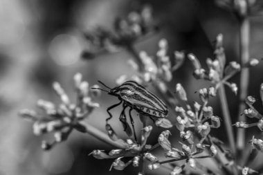 siyah ve beyaz çiçek