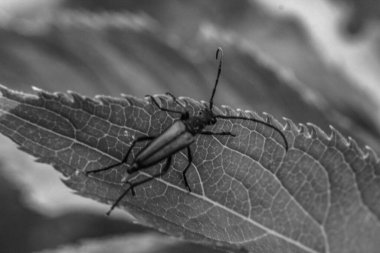 Yaprağın üzerinde bir çekirgenin yakın plan çekimi.