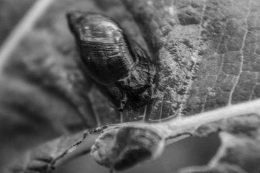 siyah-beyaz böceği