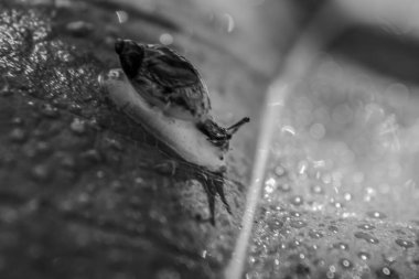 Yaprağın üzerine su damlaları