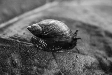 Bahçedeki siyah salyangoz. Yakın çekim. salyangoz