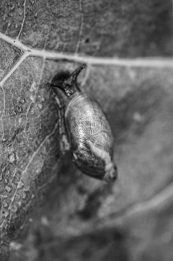 Genç bir adamın siyah beyaz fotoğrafı.