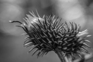 Yakın - tarlada bir devedikeni