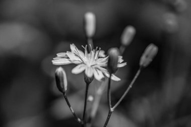 Beyaz çiçekler, siyah beyaz fotoğraf