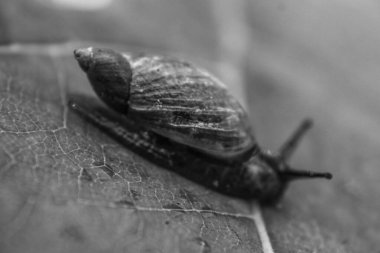 Siyah beyaz sürünen salyangoz.