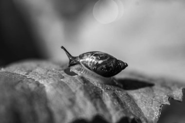 Salyangoz, salyangoz, hayvan, doğa.