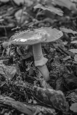 Ormandaki bir ağaçta büyüyen mantarın dikey görüntüsü.