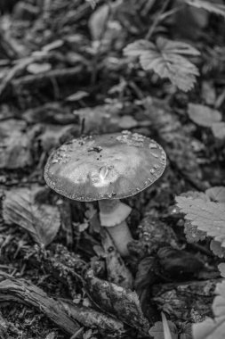 Ormanda mantar, siyah beyaz fotoğraf