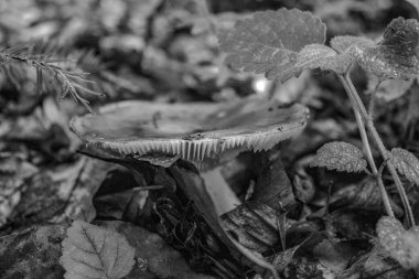 Ormandaki bir mantarın yakın plan çekimi.