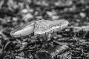 Ormanda beyaz mantar