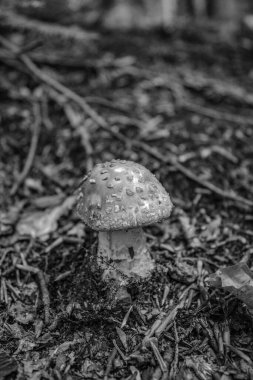 Sonbaharda ağaçta mantar. siyah ve beyaz mantar