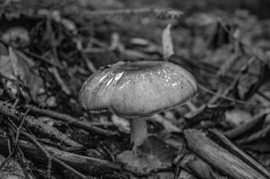 Siyah arkaplanda mantar, kapat.