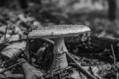 Siyah şapkalı bir Amanda 'nın güzel bir fotoğrafı.