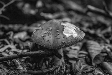 Ormanda mantar yetişiyor. Kapat.