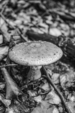 Ormanda mantar, bitki örtüsü