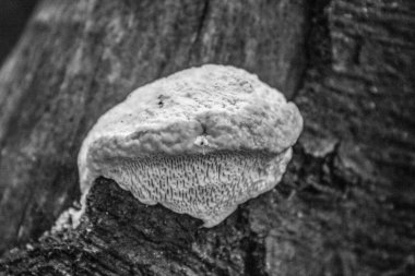 siyah ve beyaz mantarlar bir dalda