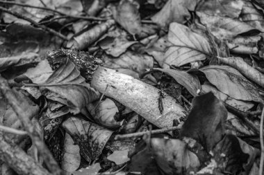 Ölü bir yaprağın yakın plan çekimi.