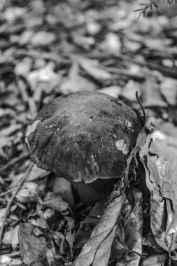 Ormanda büyüyen siyah ve beyaz mantarlar